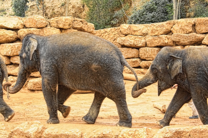Elephants walking in line at the Zoo